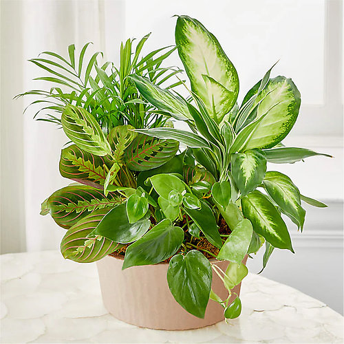 Deluxe Dish garden 10\"