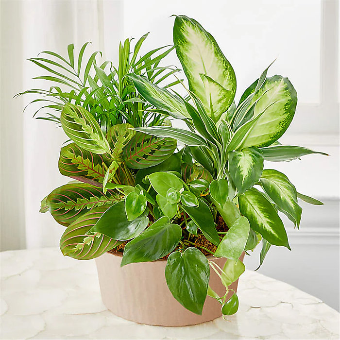Deluxe Dish garden 10\"