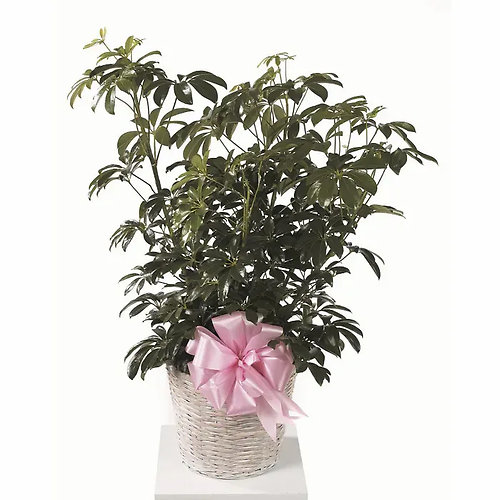Schefflera (Umbrella Plant)
